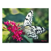 Summer Butterfly Photo Print