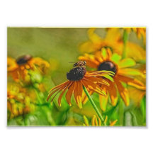 Summer Buzz Collection 7 x 5 Photographic Print