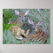 Summer Fawns Poster