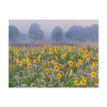 Summer fields post card