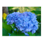 Summer Floral Garden Postcard Blue Hydrangea