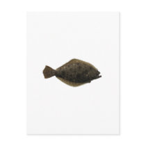 Summer Flounder Post Cards