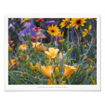 Summer flower garden photography fun pretty photo