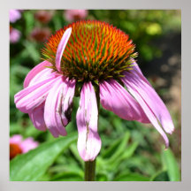 Summer Flower II Posters