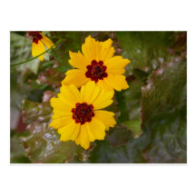 summer flowers - coreopsis couple postcards