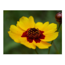 summer flowers - coreopsis postcards