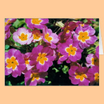 Summer flowers cards
