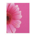 Summer Flowers postcards