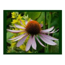 Summer Garden 3 Postcard