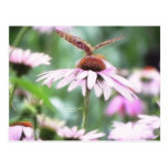 Summer Garden - Echinaceas Post Cards