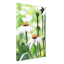 Summer Garden - Echinaceas Stretched Canvas Print