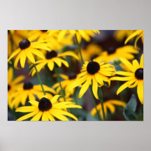 Summer Garden Posters