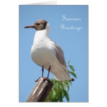 Summer Greetings Bird Card cards