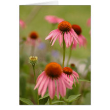 Summer in Bohemia Greeting Card