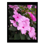 ~ Summer in Lancaster County ~ 40 Postcards