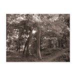 Summer in the Woods Postcards