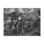 Summer in the Woods Postcards