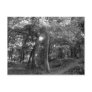 Summer in the Woods Postcards