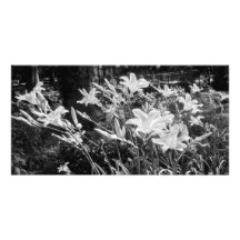 'Summer Lilies' Photographic Print