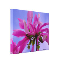 Summer Magnolias Wrapped Canvas Gallery Wrap Canvas