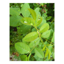 Summer Rain on Plants Custom Letterhead