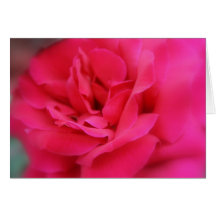 Summer Rose Cards