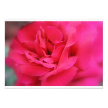 Summer Rose Invites
