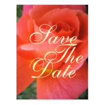 Summer rose save the date wedding announcement postcards