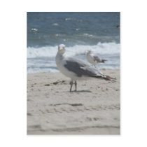 Summer Sea Gull Postcard