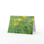 SUMMER SUN CARDS