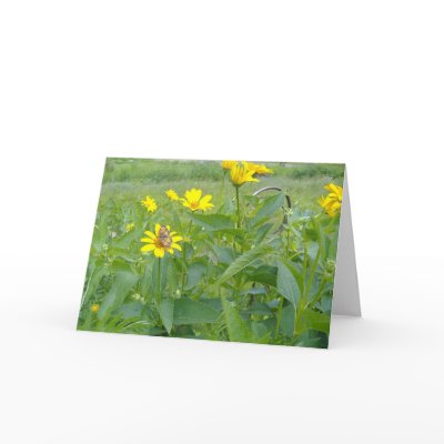 SUMMER SUN CARDS by dequilla