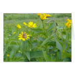 SUMMER SUN CARDS