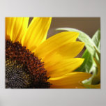Summer Sunflower posters