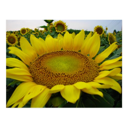 Summer Sunflower Series Post Card