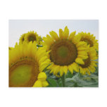 Summer Sunflower Series Postcard