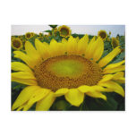 Summer Sunflower Series Post Card