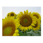 Summer Sunflower Series Postcard