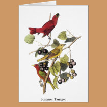 Summer Tanager by John Audubon cards