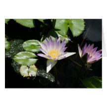 Summer Water Lilies Cards