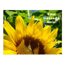 Summer Yellow Sunflower Postcards Sun Flowers