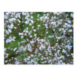 SummerFlowers033 Postcards