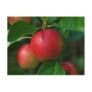 Summerred Apples postcard