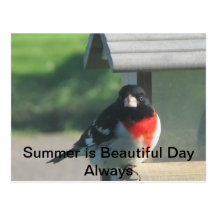 Summers Beautty Postcard