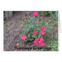 Summers Love Cards
