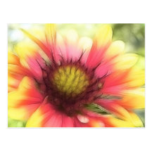 Summer's Star - The Blanket Flower Post Cards