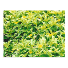 Summertime Flowers and Plants Postcard