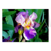 "Summertime Iris" cards