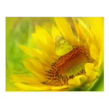 Summertime Postcards