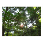 Sun a brillé la branche cartes postales