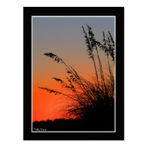 Sun and Sea Grass Postcard